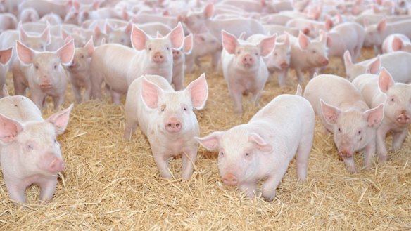 Pig farmers uphold animal welfare standards