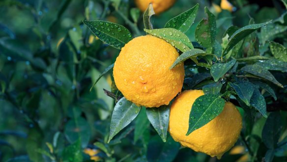 Yuzu is very fragrant and used in cooking for zest, peel, and very sour juice. 