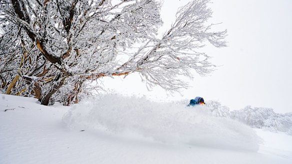 Spring snow at Mount Buller has been generous.