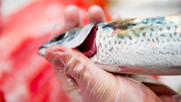 Queensland Health acting chief health officer Dr Mark Elcock advised residents against eating seafood from any part of the Brisbane River until test results are back.

