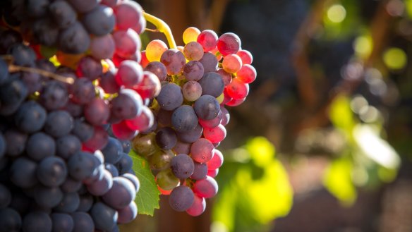 Rhone grape varieties such as grenache have made themselves right at home in Australia.