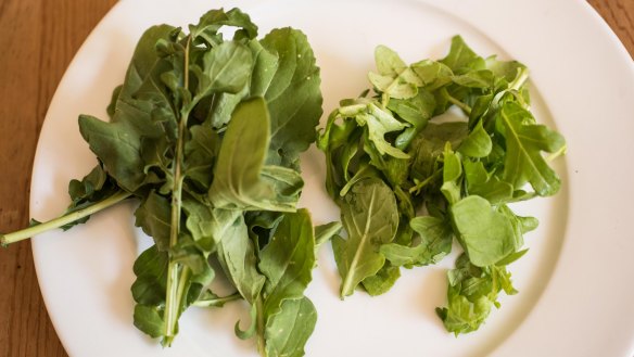 Farmers' market rocket (left) versus supermarket rocket.