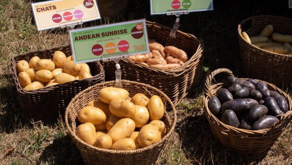 Different potato varieties avaible at farmers' markets.