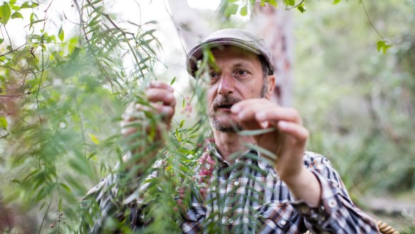 Diego Bonetto forages for pink peppercorns.