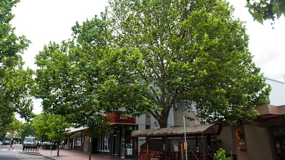 The large London Plane tree on Franklin Street, Griffith, at the Manuka Shops, which was at the centre of a Tribunal case involving a move by Liangis Investments to have the tree removed from the ACT's tree protection register.

