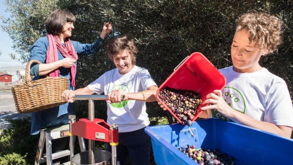 From left, Nina Collins, Meg Montague and Merrin Layden from 3000Acres harvesting and pressing olives for oil.