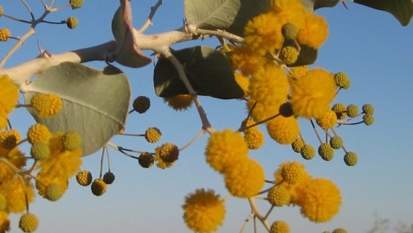 Getting species such as this o grow in the Australian outback is a tricky business. 