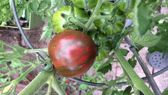 Violet Jasper tomatoes