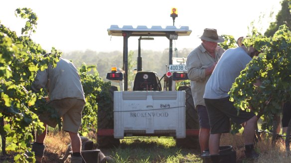 Vintage at Brokenwood vineyard in the Hunter Valley.