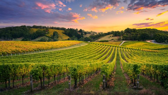 The vineyard altitudes range from about 300 to 550 metres in the Adelaide Hills.