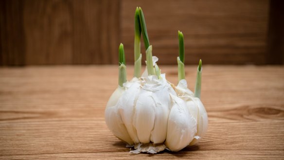 Garlic sends up tender green shoots in spring.