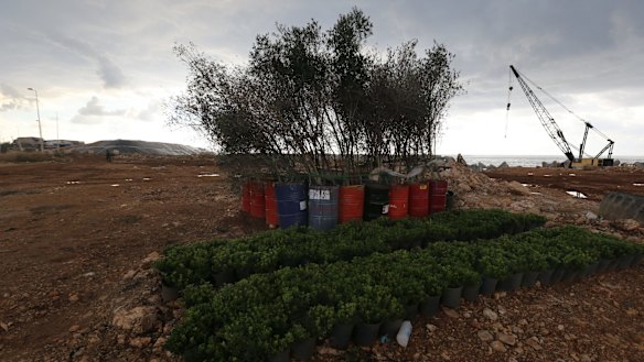 Trees that will be planted in the Sidon rubbish dump.