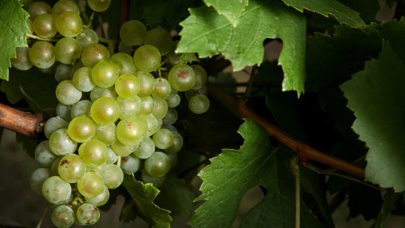 Chardonnay is the second most widely planted grape variety in Australia, after shiraz. 