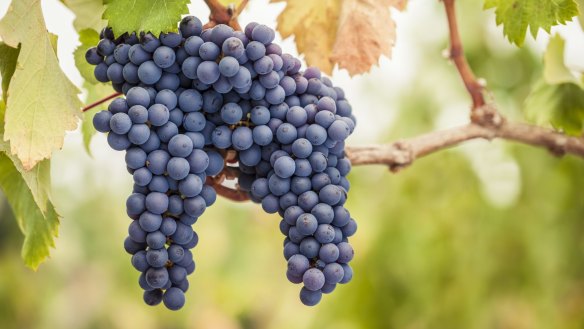 Mornington and Yarra Valley are both proven sources of fine pinot.