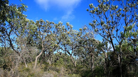 Perth's the only place on earth that has banksia woodland as the dominant vegetation type. Pictured is the Melaleuca Park area north of Gnangara. 
