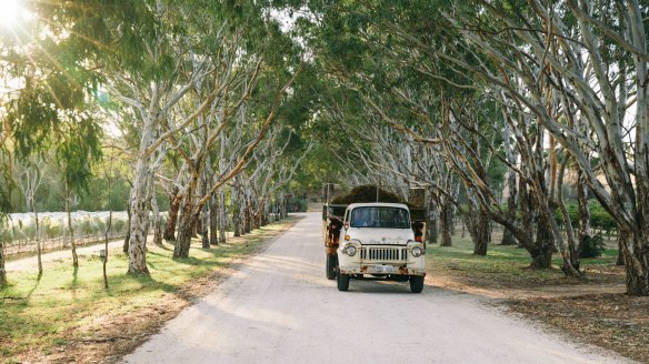 A truck transports grapes in South Australia, where more than 50 per cent of the nation's wine grapes are grown. 