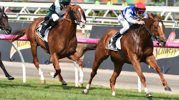 David Hayes sets no limits on rule breaker Redkirk Warrior in Doncaster ...