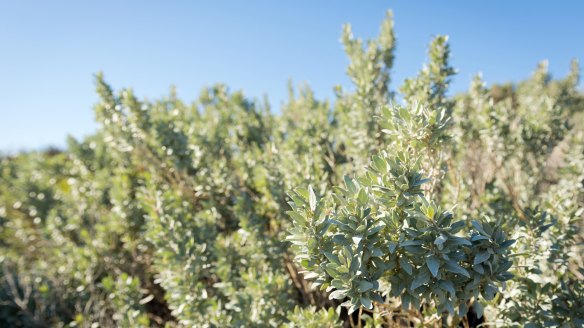 Saltbush can be added to a marinade, bread dough or a pasta dish.