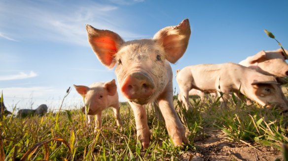 Could African swine fever jump the Timor Sea?