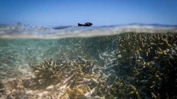 Bleached Coral at Heron Island.