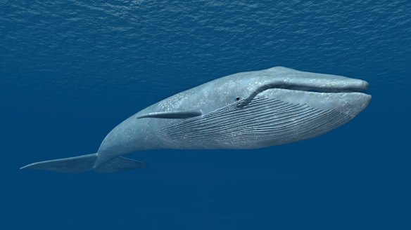 The blue whale is the largest animal to ever live on the planet.