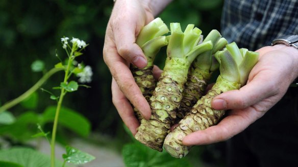 Authentic: Freshly harvested wasabi stems from Tasmania.