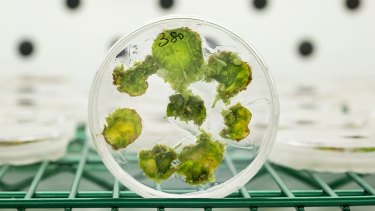 Tobacco in a petri dish in the lab at the University of Illinois.