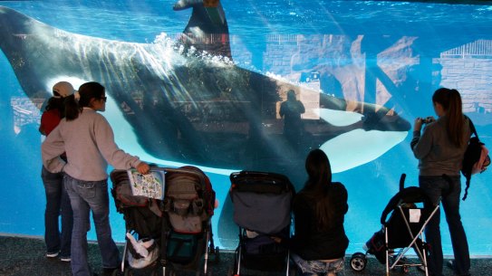 People watch through glass as a killer whale swims by in a display tank at SeaWorld in San Diego.