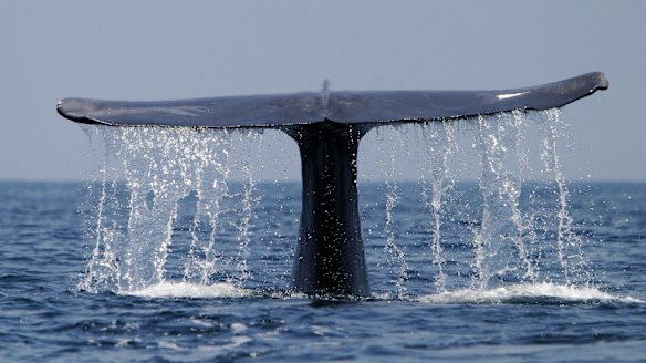 An adult blue whale (Balaenoptera musculus) dives.