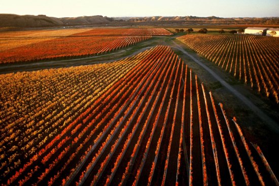 Autumn vines at Craggy Range Vineyards in Hawke's Bay.