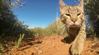 More than two million feral cats now cover 99.8 per cent of Australia.