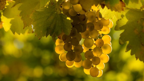 Riesling grapes at vintage.