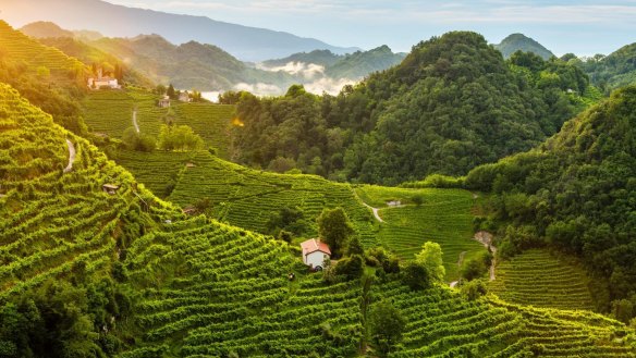 In parts of Conegliano, in Italy's north-east, the slopes are so steep that grapes must be harvested by hand.
