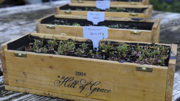Fitting end: Micro-greens planted in wine boxes at Pod Food. 