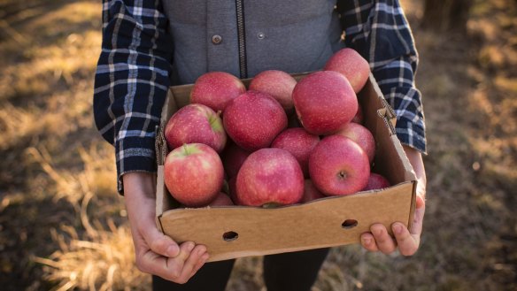It's not your imagination. Modern apple varieties are being bred sweeter.