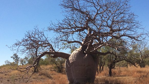 Four-wheel driving adventure on the Gibb River Road, Western Australia