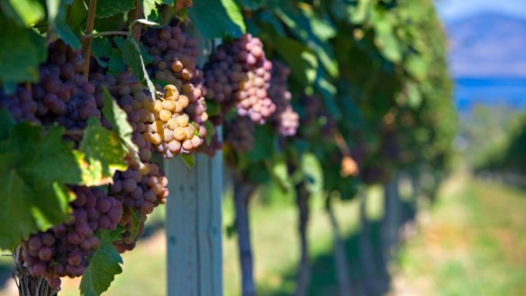 Gewurztraminer grapes growing at a vineyard in Kelowna, Okanagan, Canada.