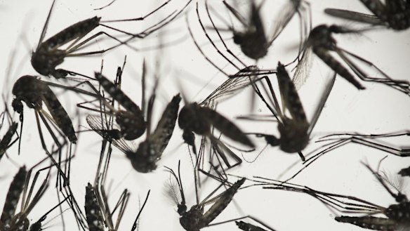 Aedes aegypti mosquitoes, which carry the Zika virus, sit in a petri dish at the Fiocruz institute in Recife, Brazil. 