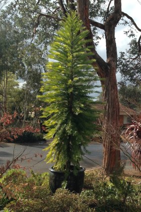 "Wally", the four-metre-high wollemi pine at Macquarie.