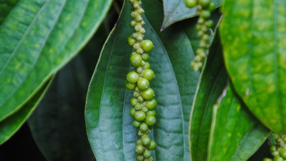 Kampot green peppercorns on the vine.