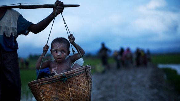An ethnic Rohingya child from Myanmar is carried in a basket past rice fields after crossing over to Bangladesh.