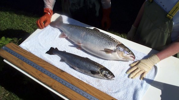 Why the so-called 'Frankenfish' represents the future of seafood