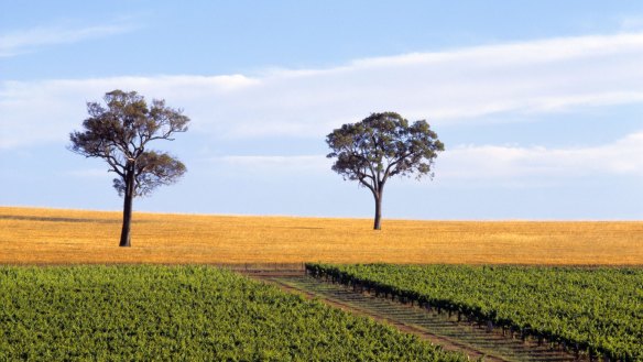Vineyard's in Western Australia are not suffering as much, having been spared the worst of the weather 