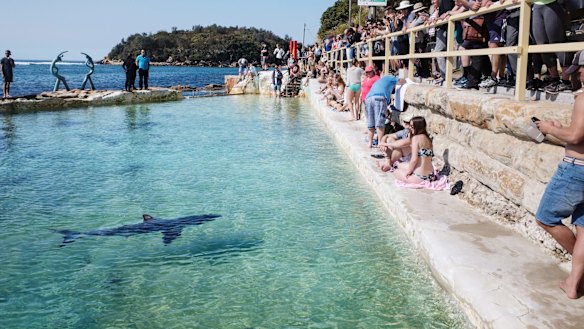 The shark nicknamed Fluffy rescued from Manly Beach swims in a local pool.