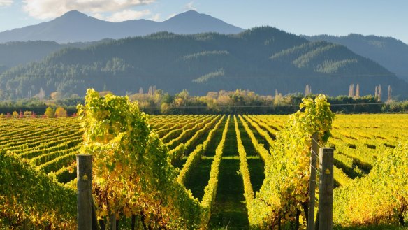 New Zealand's Marlborough district produces outrageously pungent sauvignon blanc. 