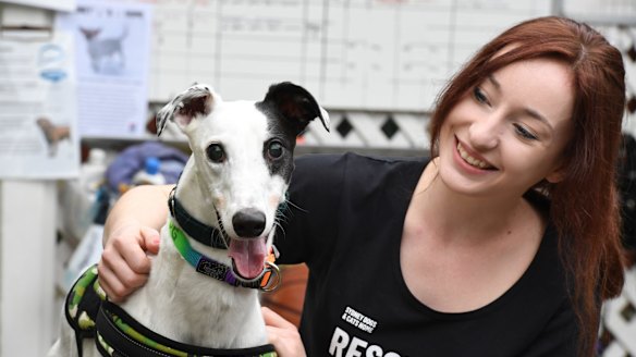 Caroline Hamilton with ex-racing greyhound Milkshake, who is at the Sydney Dogs and Cats Home waiting for a new family.