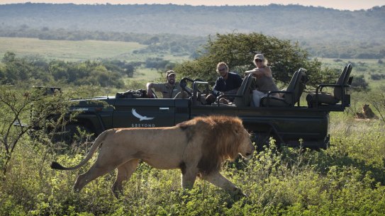 Lions – one of Africa’s “big five” – are a huge drawcard for tourists.
