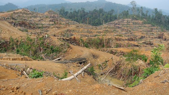 Freshly cleared forest inside the Leuser Ecosystem near Kuala Simpang in Aceh, March 2014. Local activists said this clearing for a palm oil plantation was illegal. 