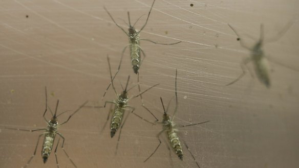 Zika is transmitted by some species of Aedes mosquito, particularly Aedes aegypti.