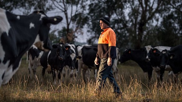 Rod Newton checking the cows that are due to calve soon, on his Whorouly dairy farm in the Ovens Valley.  
